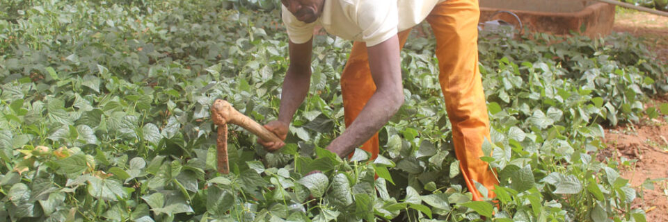 Portfolio Multi-Grid